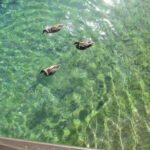 Canon IXUS 135 | 16 megapixel digital camera 📸 - Image 24