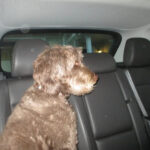 Canon IXUS 135 | 16 megapixel digital camera 📸 - Image 33