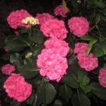 Used Red Canon sx600 hs Digital Camera - Image 7